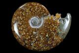 Polished, Agatized Ammonite (Cleoniceras) - Madagascar #97269-1